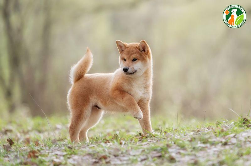 Sự thật thú vị về chó Shiba hay cười có thể bạn chưa biết