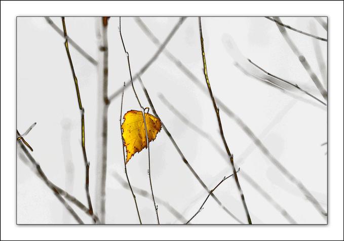 Hồ Mạnh Tường