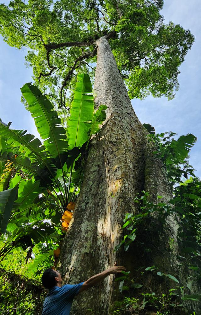 Cây đăng đại thụ ngàn năm tuổi giữa rừng Cúc Phương