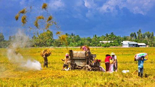 Cánh đồng mẫu lớn ở miền Bắc: Chệch choạc bốn nhà - Đài Phát thanh và Truyền hình Điện Biên