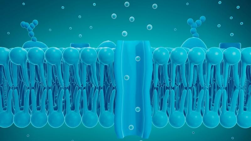 Cholesterol có chức năng gì? Cách kiểm soát để phát huy vai trò của cholesterol