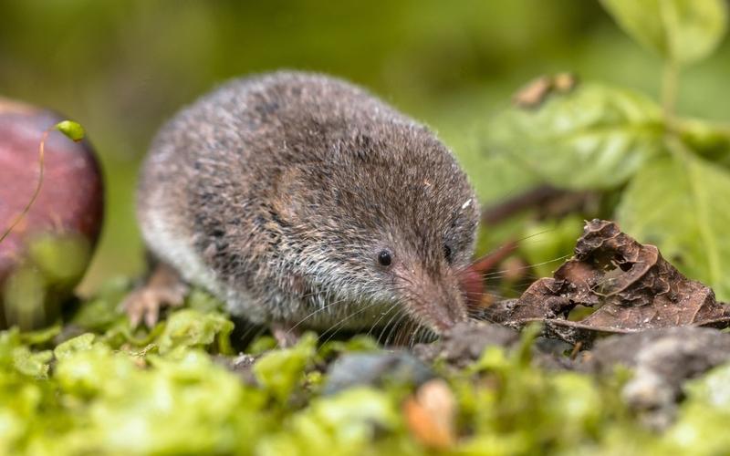 Cách đuổi chuột chù an toàn, hiệu quả nhà nào cũng nên biết