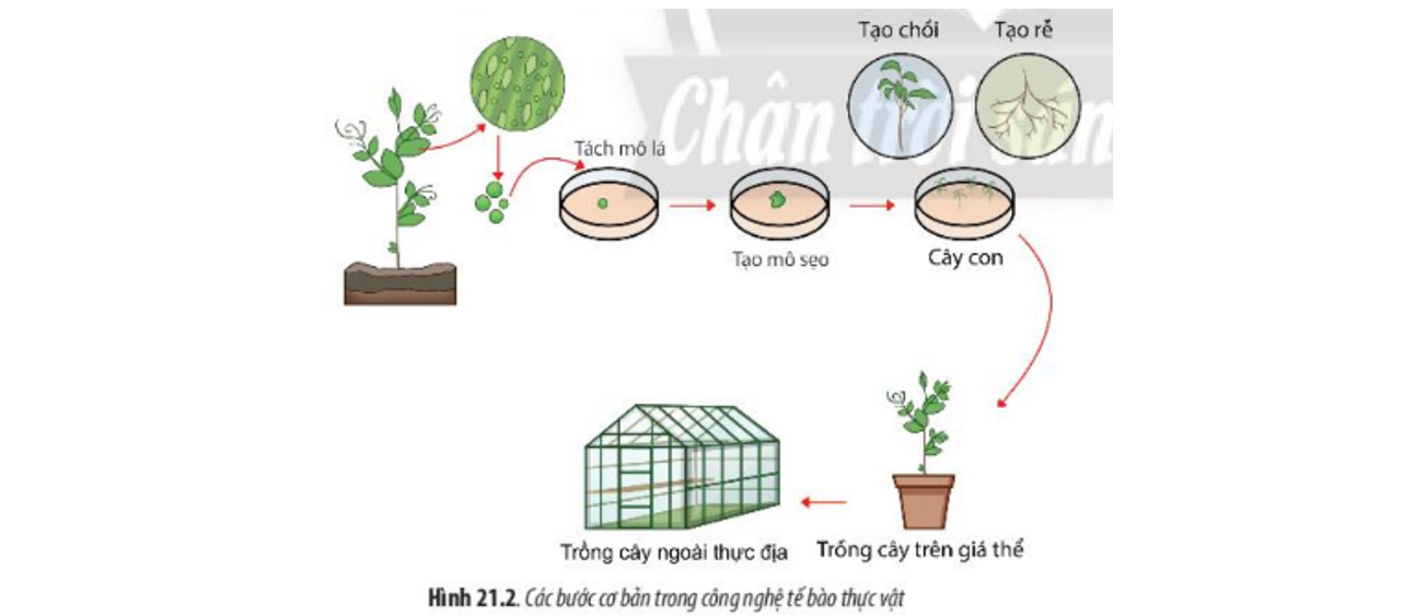 Lý thuyết công nghệ tế bào - Sinh 10 Chân trời sáng tạo