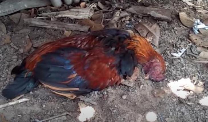 Thâm mào gà – dấu hiệu nhận biết 3 căn bệnh nguy hiểm trên gà