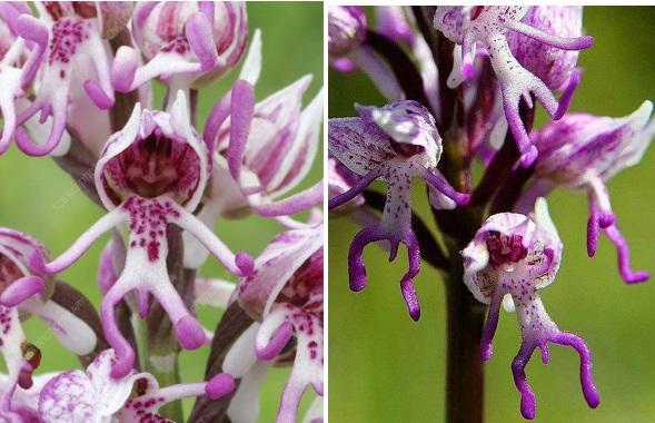 Lan khỉ, lan mặt hổ và loài lan có... đôi môi nóng bỏng
