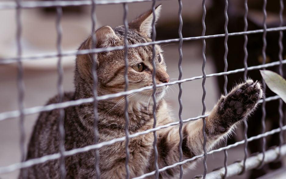 Tại sao mèo đánh nhau? Hướng dẫn cách xử lý từ A đến Z