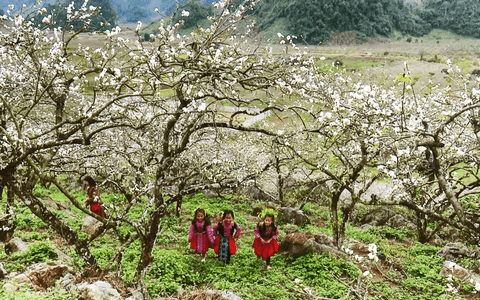 Mùa hoa mận - Tác giả tác phẩm (mới 2022) - Ngữ văn lớp 10 Cánh diều