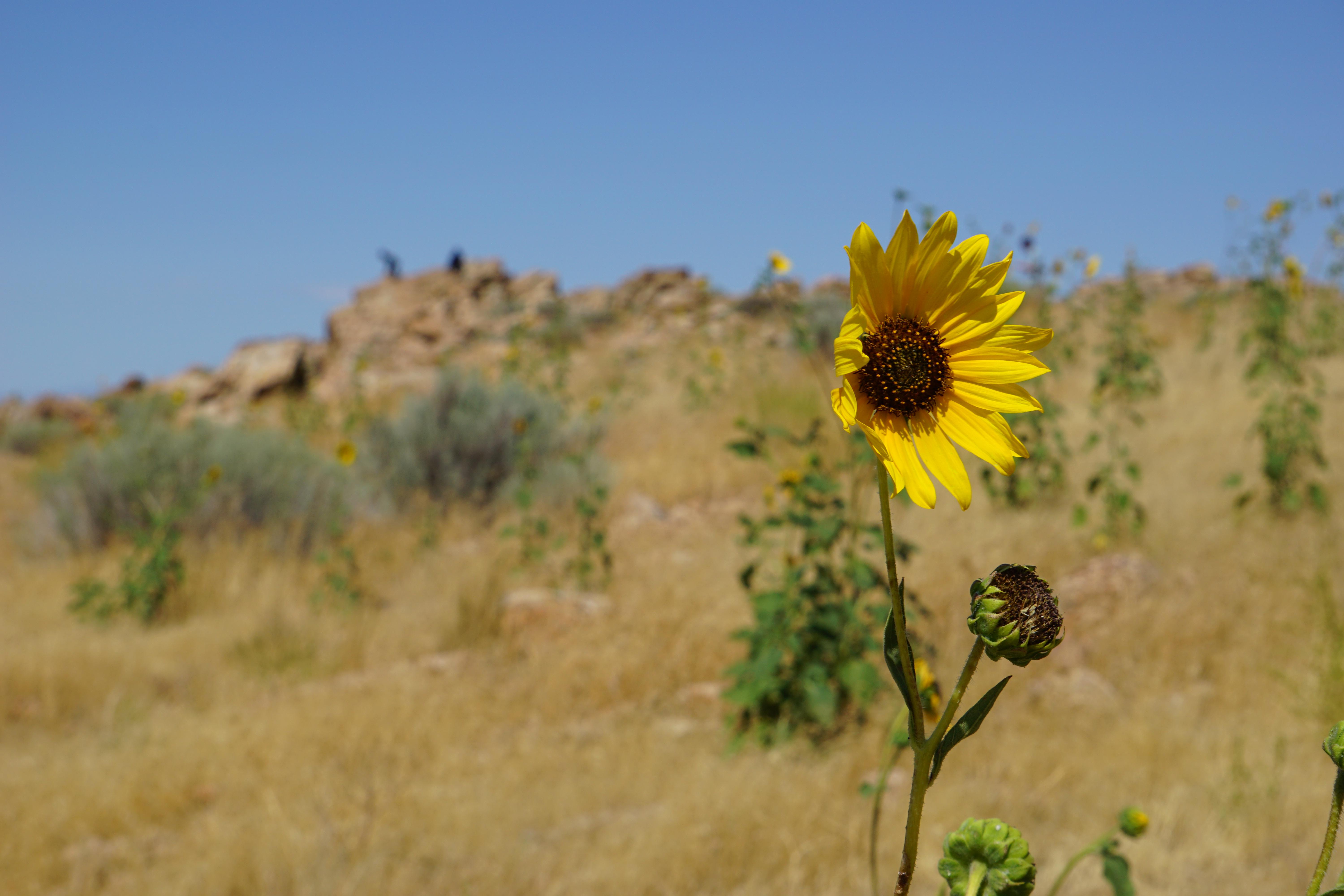 Hãy theo đuổi đam mê có phải là một lời khuyên thiếu thực tế?