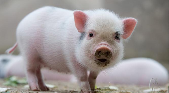 Sinh năm 1995 vào học cấp 2 năm nào