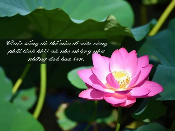 Status về hoa sen hay nhất về cuộc đời, con người