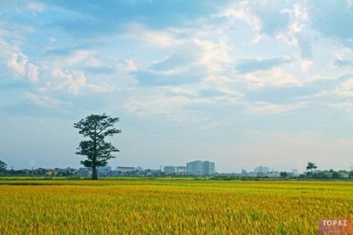 20+ hình ảnh cánh đồng lúa Thái Bình trên quê hương chị Hai năm tấn