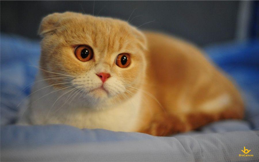 Tổng hợp những hình ảnh con mèo đáng yêu và dễ thương