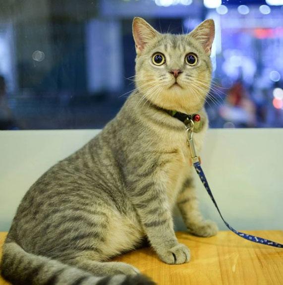 Top 21 bài văn tả con mèo hay tuyệt đỉnh