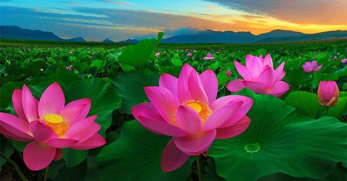 Kể tên một vài bài thơ viết theo thể Đường luật mà bạn đã học hoặc đã đọc                               Soạn bài Bảo kính cảnh giới - Kết nối tri thức 10