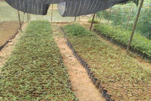 KỸ THUẬT TRỒNG VÀ CHĂM SÓC CÂY GIANG