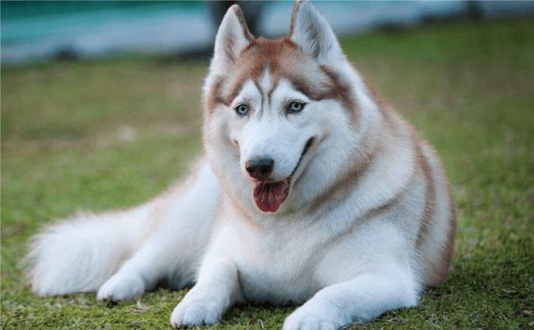 Chó husky thuần chủng có giá bao nhiêu?