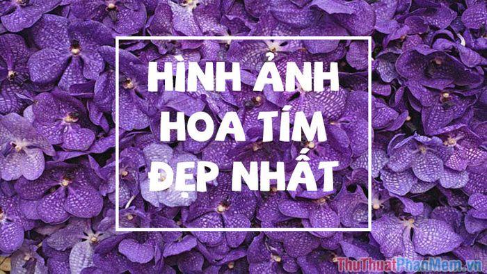 Hoa màu tím - Tuyển tập những hình ảnh đẹp nhất về hoa tím