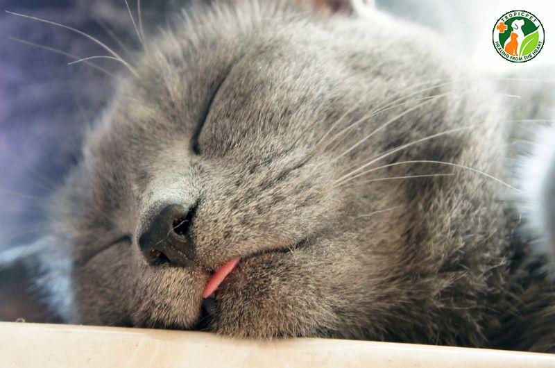 Mèo ngủ lè lưỡi: Là biểu cảm dễ thương hay vấn đề sức khoẻ?