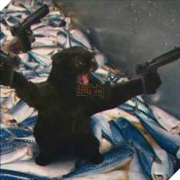 Tổng hợp các meme mèo siêu dễ thương mà bạn nên có trong máy tính