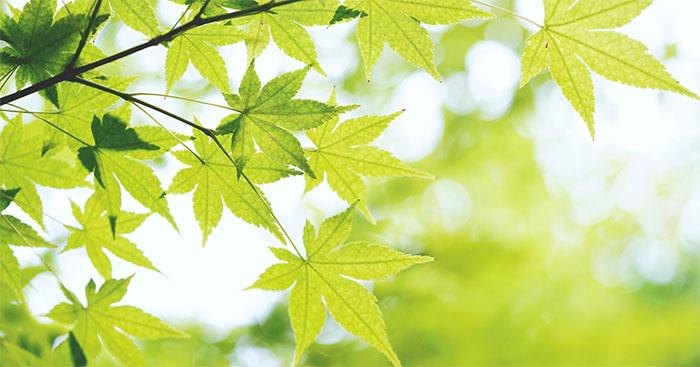 Phân tích bài thơ Nụ cười xuân của Xuân Diệu                                   Viết bài văn nghị luận phân tích, đánh giá một tác phẩm thơ lớp 11