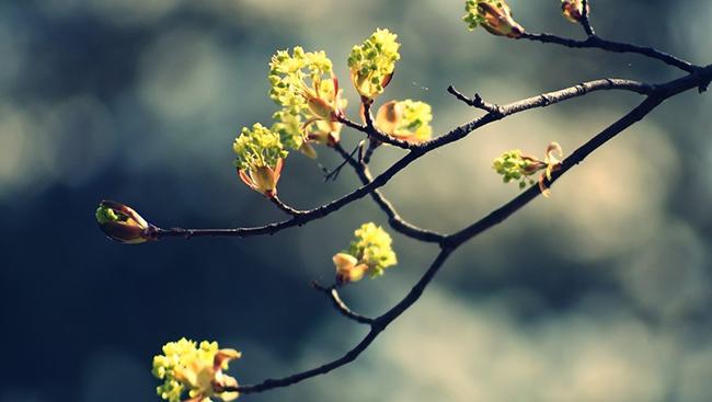 Top 17 mẫu phân tích 13 câu đầu bài Vội vàng siêu hay