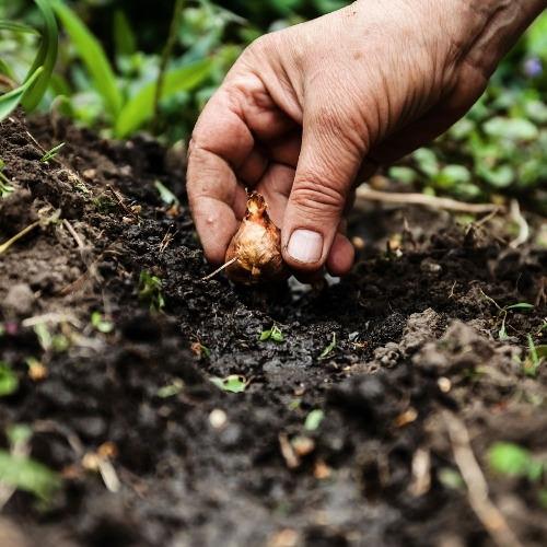 Đất trồng có những thành phần nào? Vai trò của chất hữu cơ và mùn trong đất trồng