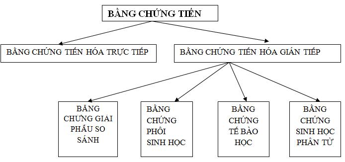 Các bằng chứng tiến hóa