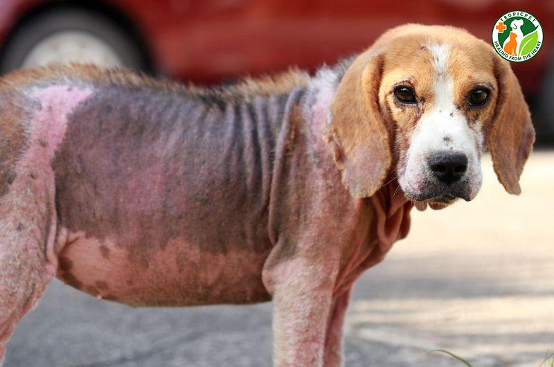 Chó bị xà mâu là bệnh gì? Dấu hiệu, cách phòng ngừa và điều trị