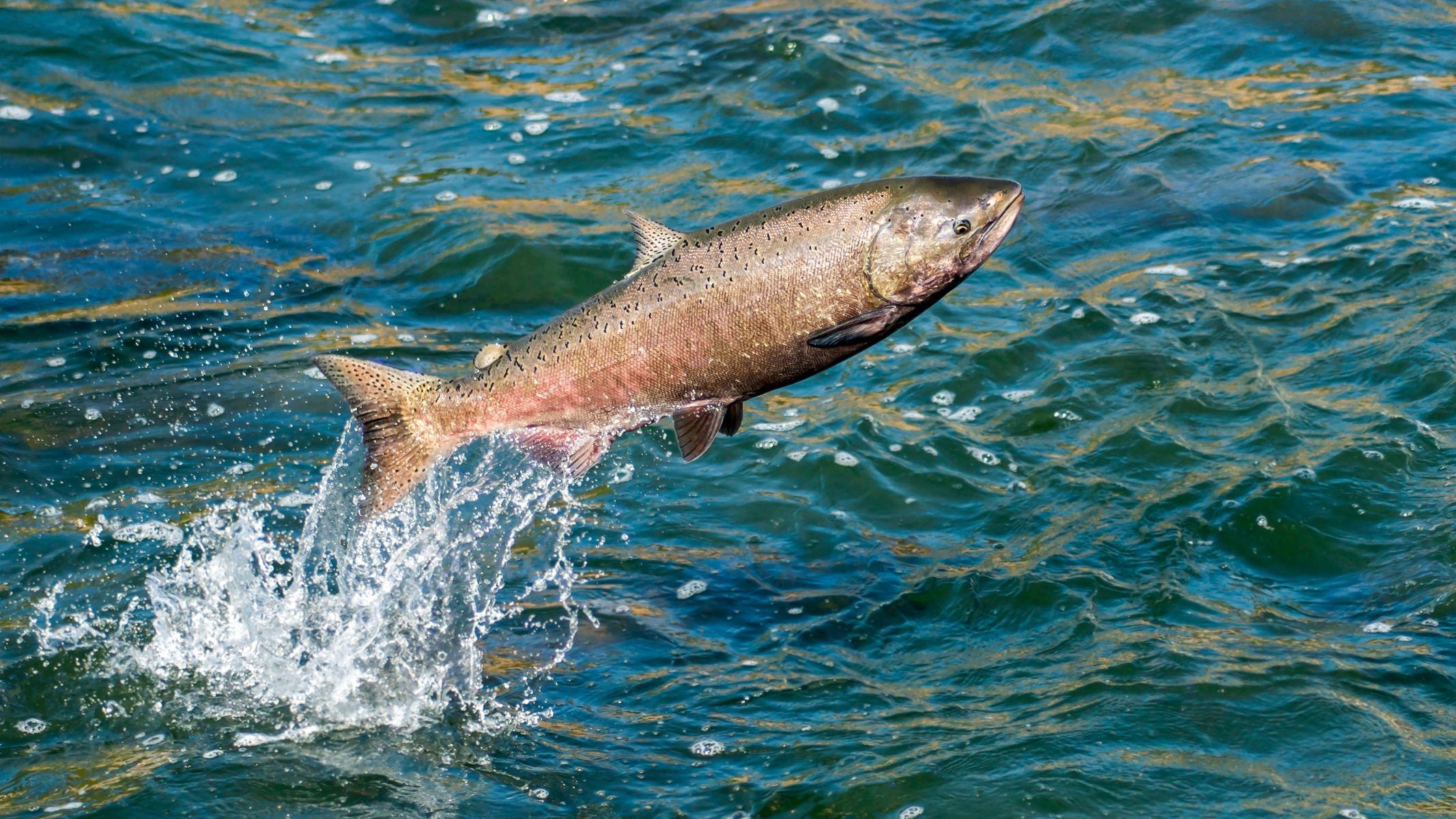 Collagen thuỷ phân là gì? Lợi ích và cách dùng 1